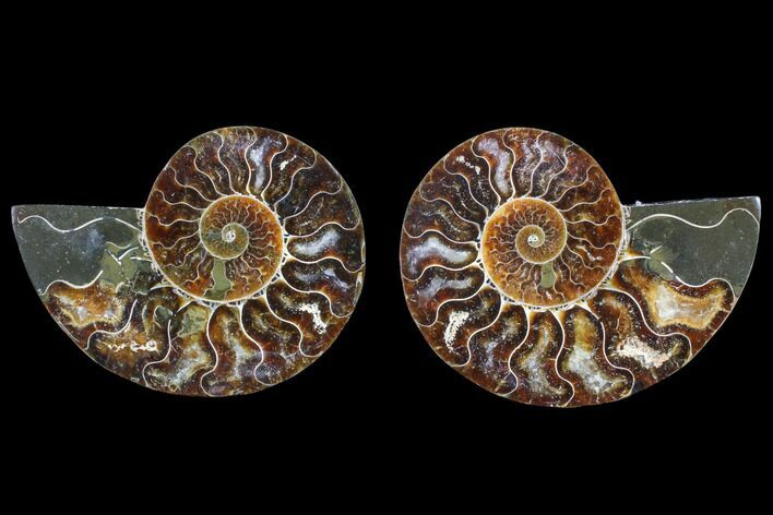 Cut & Polished Ammonite Fossil - Agatized #82305